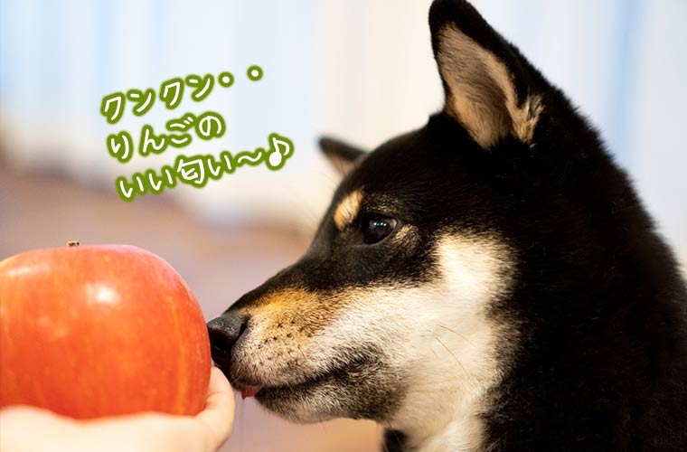 林檎の匂いをかぐ犬 shibainu