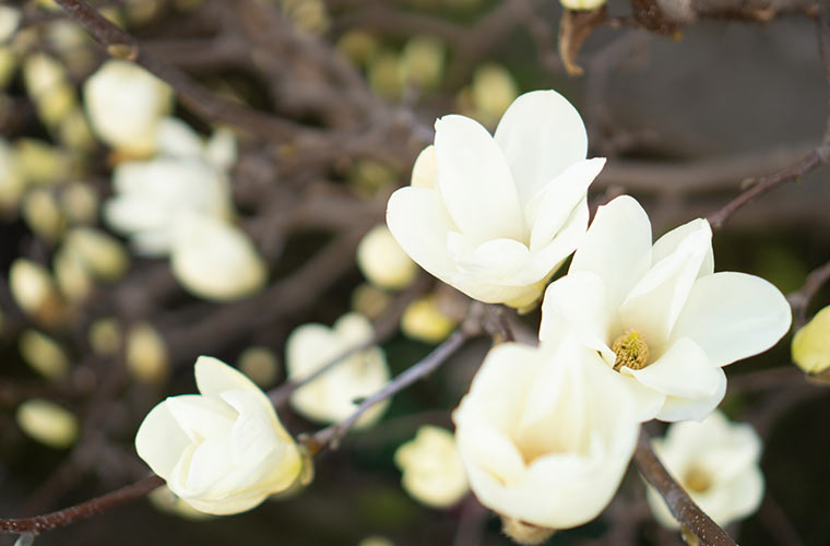 木蓮の花の写真