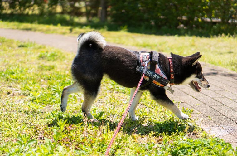 GoPro HERO7 Black】犬の撮影に最適なゴープロのレビュー｜柴犬と 