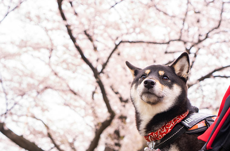 満開の桜をみる柴犬 和犬