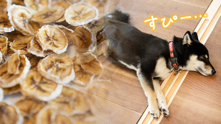 乾燥バナナチップスを犬に与える 犬と乾燥バナナの手作りおやつ｜柴犬と車椅子ユーザーと 黒パンびより