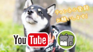 youtube 柴犬 shibainu