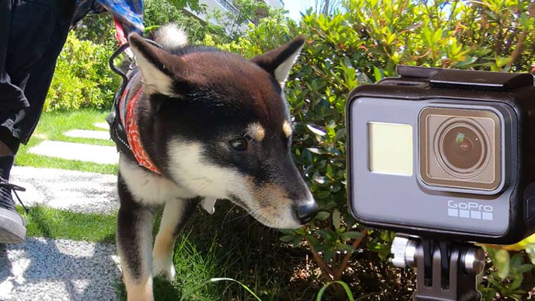 GoPro HERO7 Black】犬の撮影に最適なゴープロのレビュー｜柴犬と 