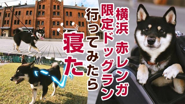 横浜 ドッグラン 犬