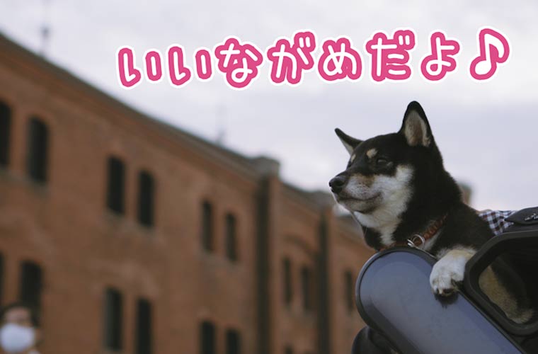 横浜の赤レンガと犬