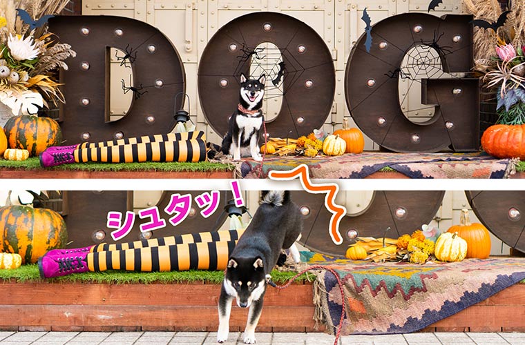 横浜のハロウィンと犬の写真