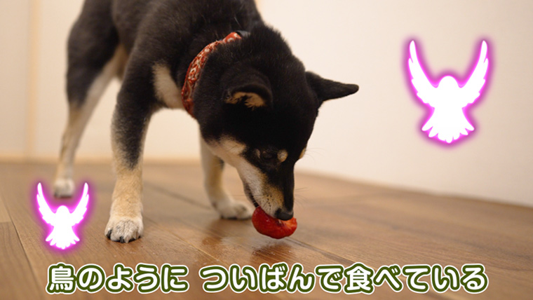 苺を食べる犬 柴犬と苺